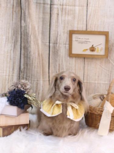 20241024ぺこちゃん